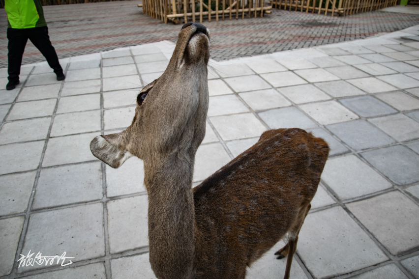 【旅途日记】“玩转帝都”——北京野生动物园自驾篇