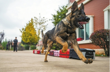 警犬可以克隆 幸福人生却只能是吉利远景相伴