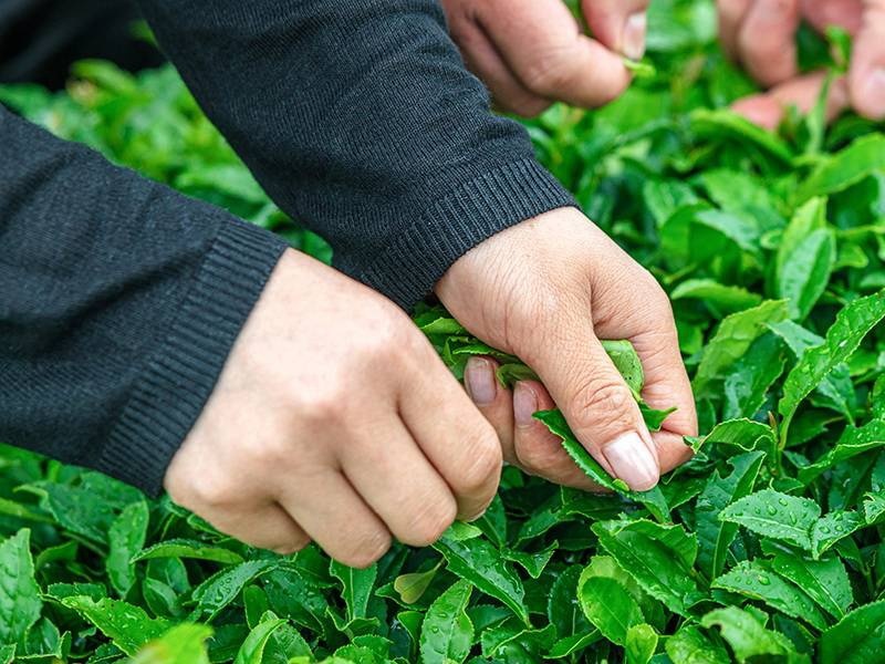 观《高山下的采茶人》品弗“茶“ 长城为用户运营带来新思路