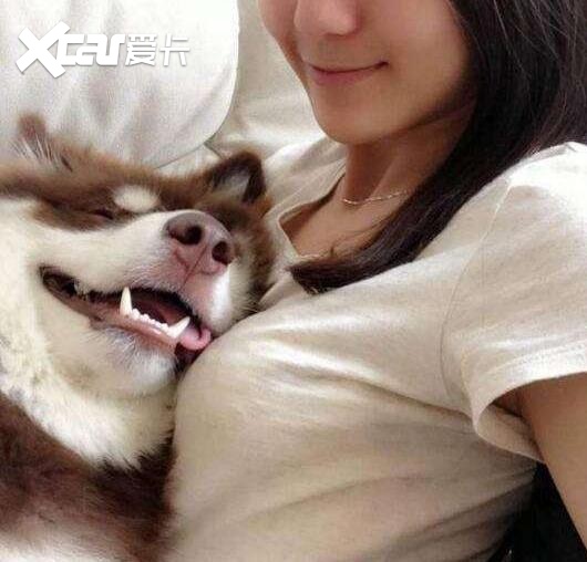 哈弗新车系就叫大狗，看注册商标感觉在下一盘大棋