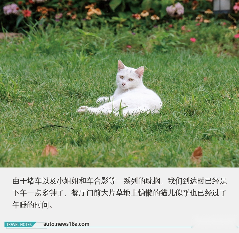 网通社汽车