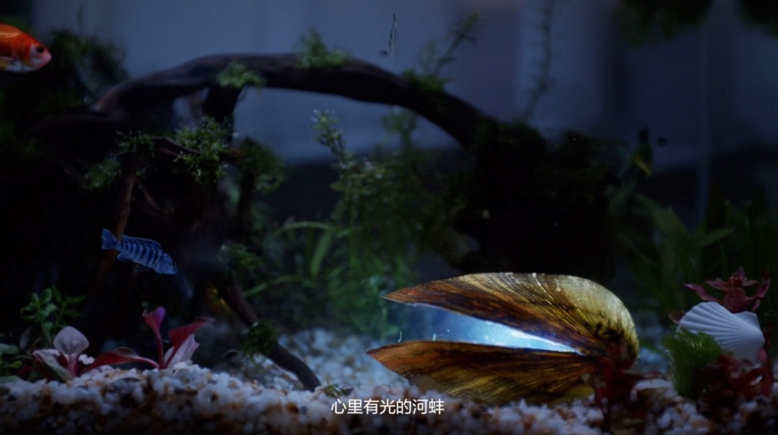 河蚌青年：珍珠源自沙子，磨砺造就光芒