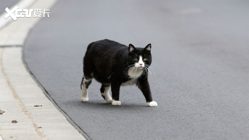 为什么路上被压的猫比狗多：狗能沟通，猫是真不要命！