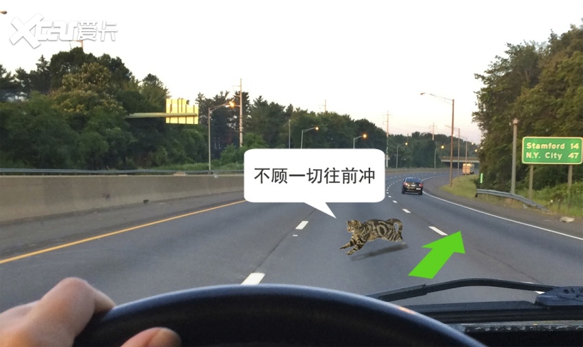 为什么路上被压的猫比狗多：狗能沟通，猫是真不要命！