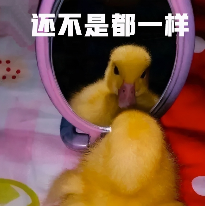 终于毕业了,人生第一辆车买什么好?