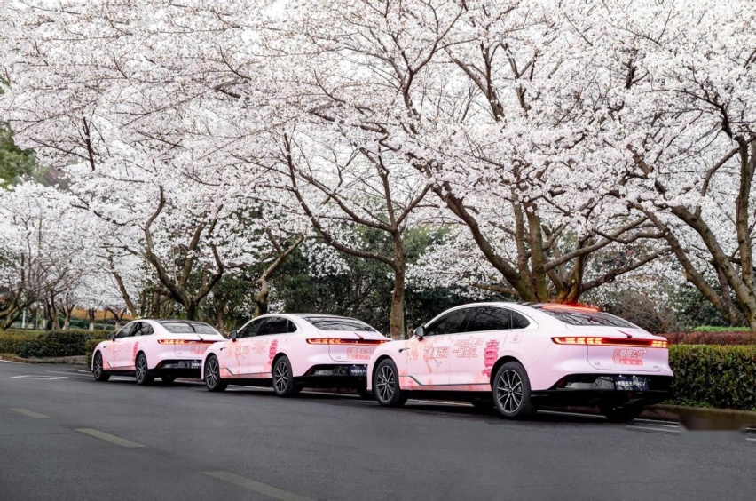 樱花绽放武汉，岚图汽车专驾免费带游客领略春日美景