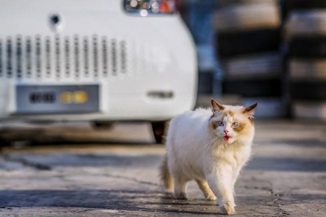 不管黑猫白猫，能让大家喜爱的就是“好猫”