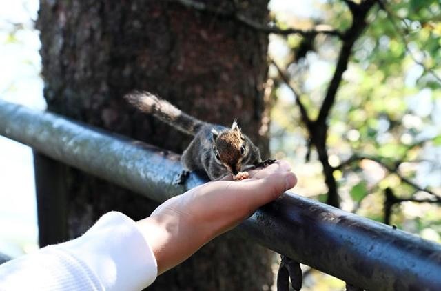 颜值与实力并存，驾第二代CS55PLUS邂逅亚洲最美桌山