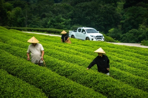 十年新愿初心不忘，江西五十铃打造皮卡营销新样本第7张