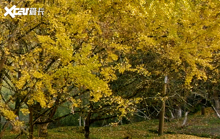 全新天籁，被誉为B级车是幸福感最高的车型，凭借的是什么？