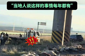高速公路惊现羊群、前赴后继冲撞汽车，六十余只“头铁的羊”死亡