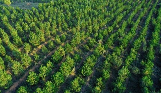 Honda启动第四期在华企业联合植树造林工程