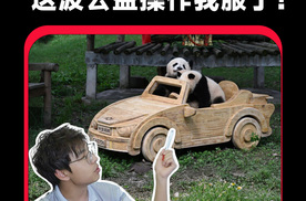 当车企还在卷参数，长安启源这波 “熊生赢家” 操作看傻了
