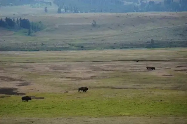 黄石国家公园房车自驾攻略（下）-行程，风景，故事