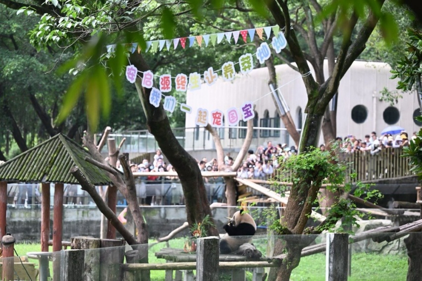 开启“源”分！长安汽车正式认养网红大熊猫莽灿灿