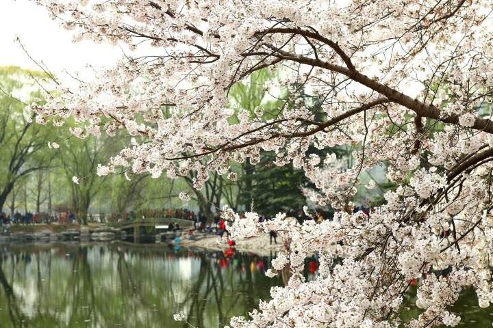赛瑞思SPRINGSUN|春季贴膜好时节，错过就要等一年！