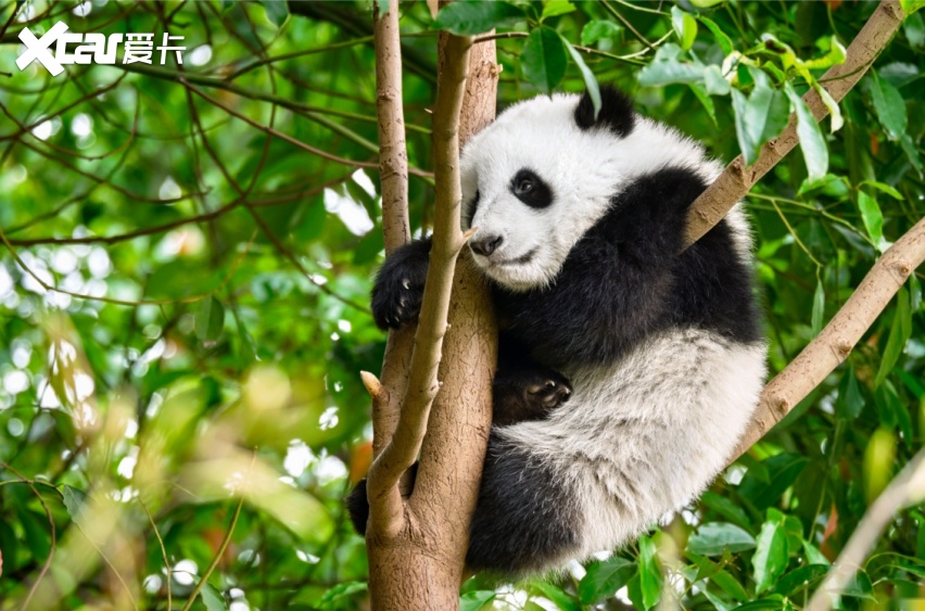 当大熊猫遇上汽车,会发生什么?-爱卡汽车爱咖号