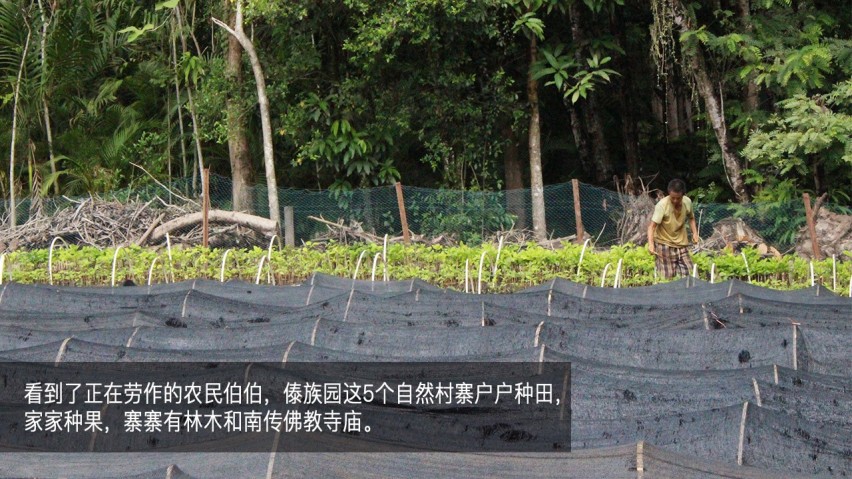 吉利幸福花田测和初恋的夏天—彩云之南西双版纳
