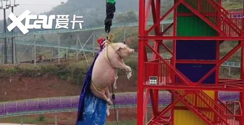 绑猪蹦极景区致歉 开业用猪吸引眼球完后送屠宰场引发网友热议