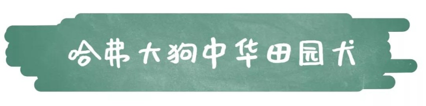 哈弗浪了！一夜间，哈弗H6、大狗、初恋三车齐发