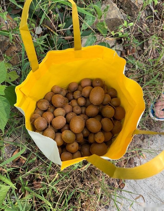 200万的宝马i8开进山沟里摘猕猴桃,网友:故意开下去垫脚的