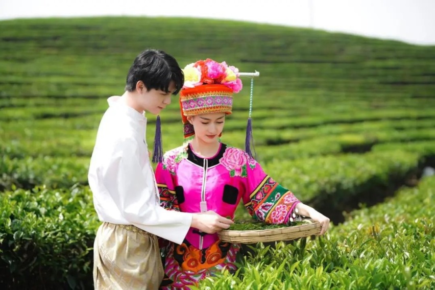 西双版纳“炮茶之旅”,一场古茶之王和皮卡之王的相遇