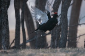 我的野生动物记录小片：黑琴鸡