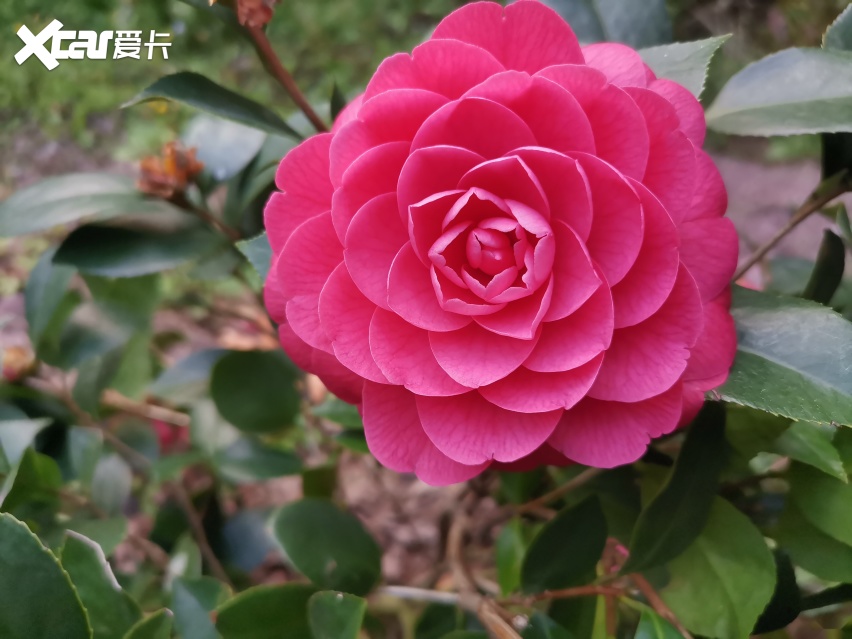 开惯爱丽舍，再开凡尔赛C5 X，感受到了轿车与旅行车的差距