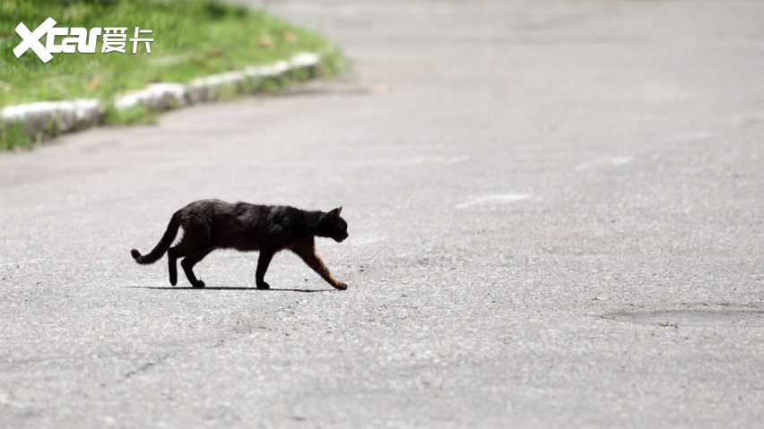 为什么路上被压的猫比狗多：狗能沟通，猫是真不要命！