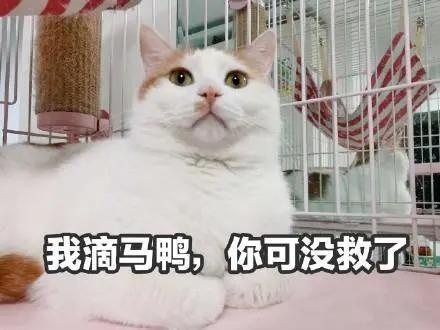 离年轻人再近一些 欧拉白猫掀起车圈“吸猫”潮