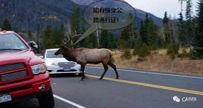 答疑:麋鹿试验是营销热还是硬实力?