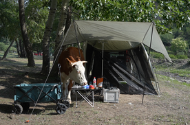 救命！露营帐篷被牛袭击了