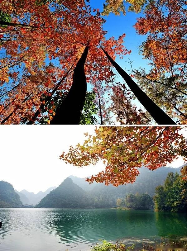 【秋游自驾计划】周末就出发，这里居然是广西最美的秋天！！