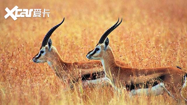 这波情怀很上头！快来追BJ40可可西里守望计划