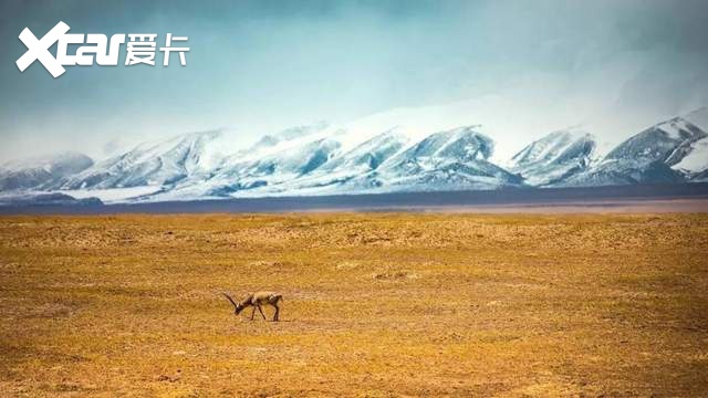 这波情怀很上头！快来追BJ40可可西里守望计划