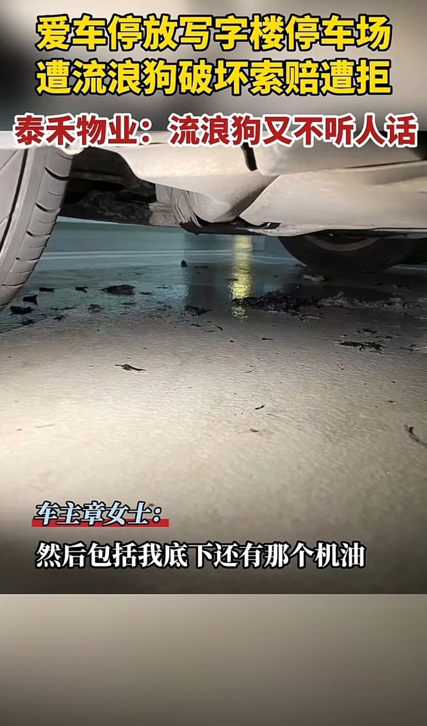 福州一豪车在停车场被狗抓花，是狗主人赔还是物业赔？