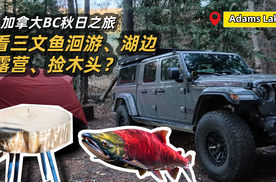 四年一遇三文鱼大洄游！松茸空军也不亏，捡回木桩0元爆改原木茶几