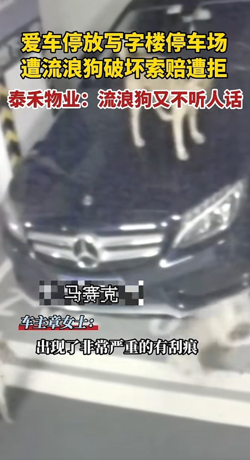 福州一豪车在停车场被狗抓花，是狗主人赔还是物业赔？
