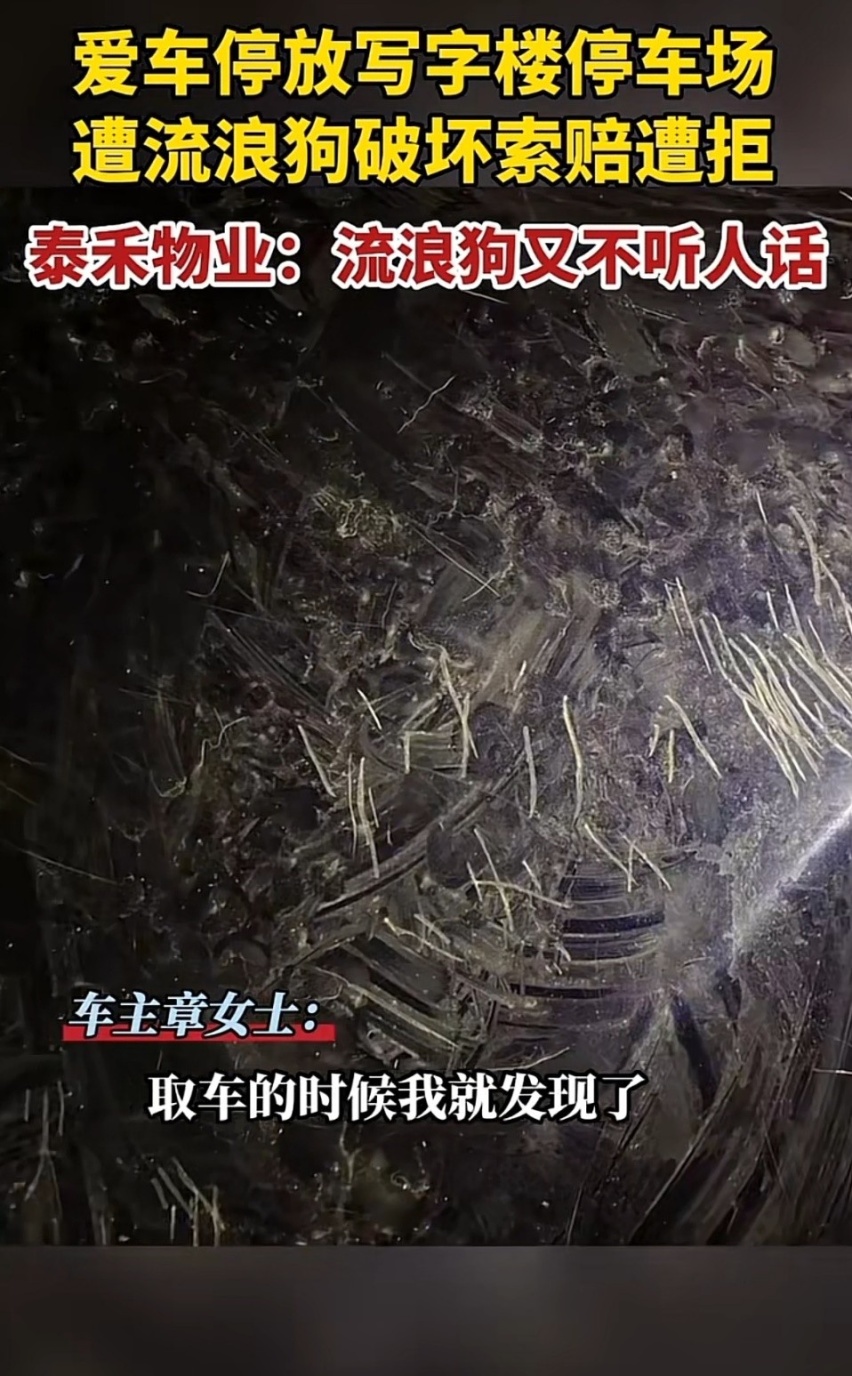 福州一豪车在停车场被狗抓花，是狗主人赔还是物业赔？