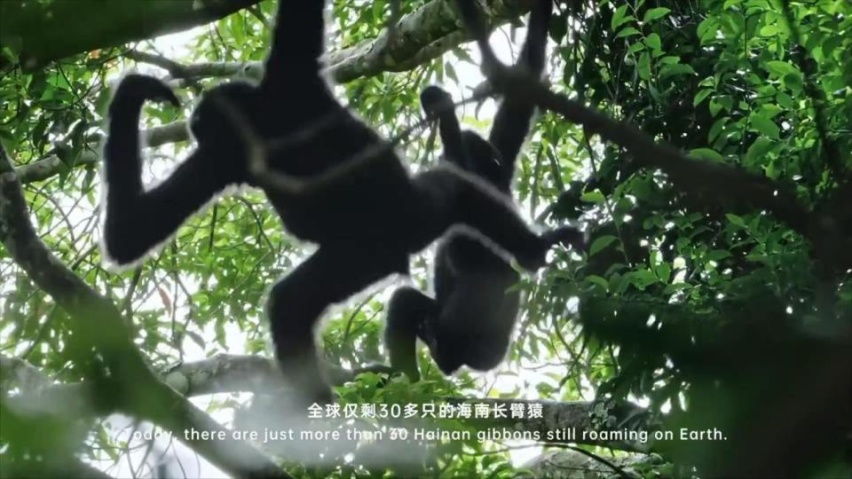 绿色出行是我们对美好生活的向往，与比亚迪共同探寻神秘的海南岛