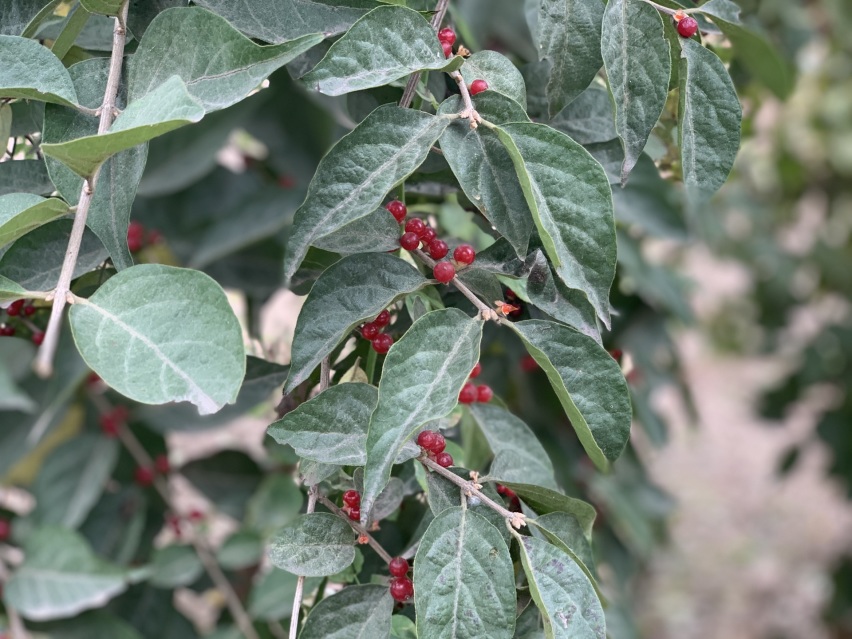 司有普游记：穿越腾格里沙漠