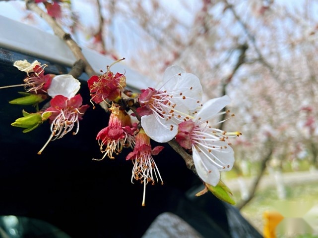 女神节来袭 捷途X70 PLUS想与你相约在春日的暖阳里