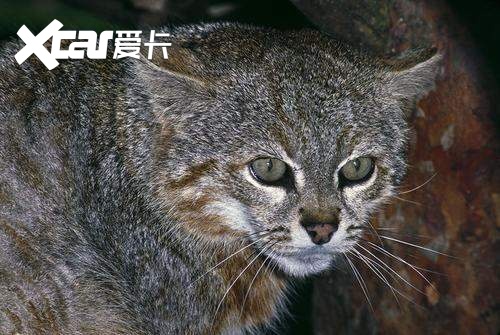 英文名"pajero",而pajero一般指的是"the pampas cat",也就是潘帕斯猫