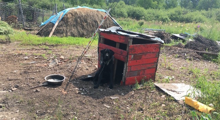 环华游记 内蒙篇：入住白狼镇鹿村，只是见鹿未见狼