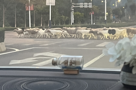 羊群任性横穿公路、车辆只能停车让行，牧羊人可以把羊赶到公路上吗？
