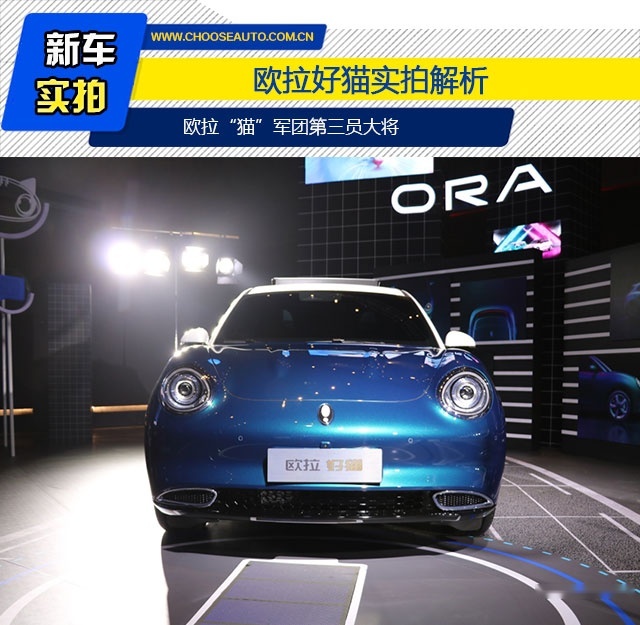 买它混进“猫”友群 脱单自此不是梦！ 欧拉好猫实拍解析