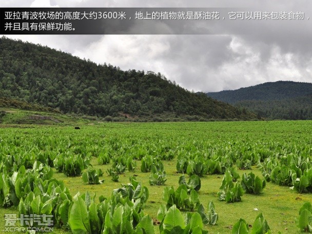 锋驭香格里拉游记