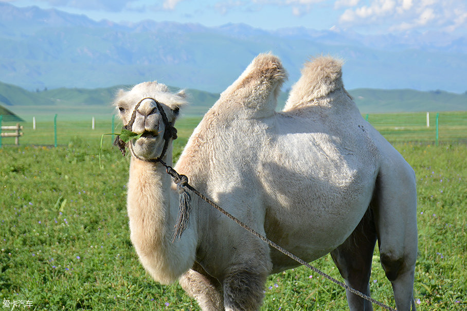 专心在路边进食的骆驼,无意间也成为了"网红".