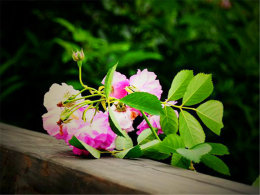 ľ̻ Ϫʪع԰