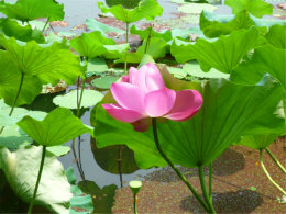 ��������ʢ�� ���߰��߿���̶ӳ������